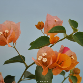 Bougainvillier 'Abricot'