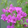 Bougainvillier 'Violet du Brésil'