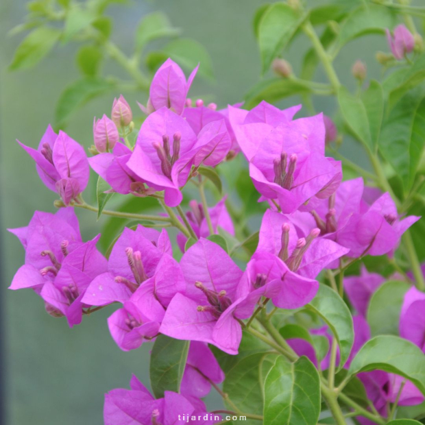Bougainvillier 'Violet du Brésil'