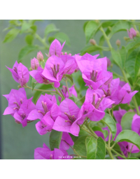 Bougainvillier 'Violet du Brésil'