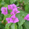 Bougainvillier 'Violet du Brésil'