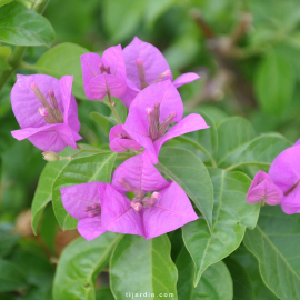 Bougainvillier 'Violet du Brésil'