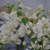 Bougainvillier 'Blanc Ile Maurice'