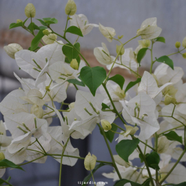 Bougainvillier 'Blanc Ile Maurice'