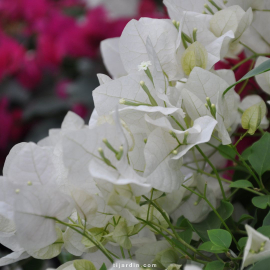 Bougainvillier 'Blanc Ile Maurice'