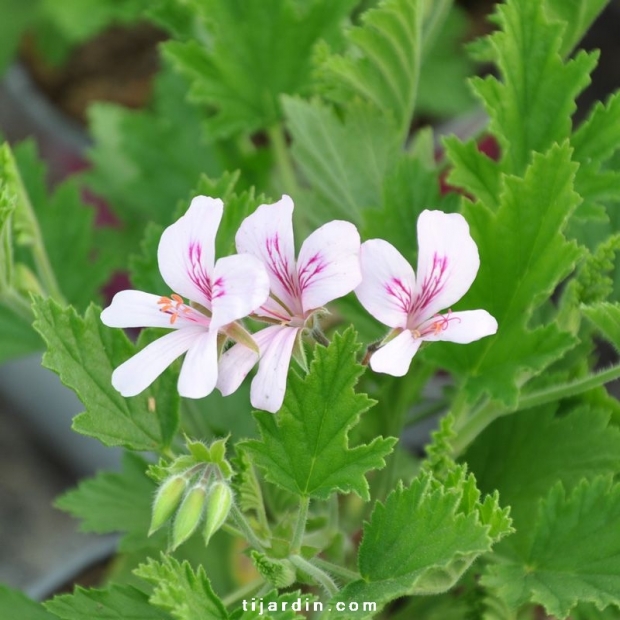 Géranium odorant-Pelergonium citriodorum