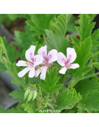 Pelargonium citriodorum - Géranium odorant