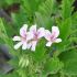 Pelargonium citriodorum - Géranium odorant