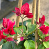 Bougainvillier 'Nectarine'