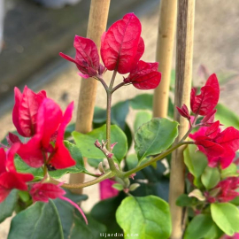 Bougainvillier 'Nectarine'