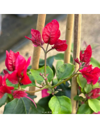 Bougainvillier 'Nectarine'