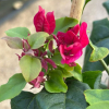 Bougainvillier 'Nectarine'