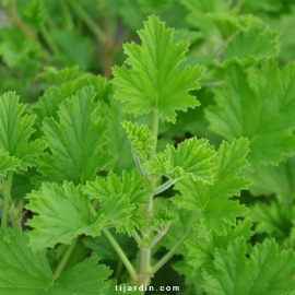 Géranium odorant-Pelergonium citriodorum