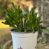Crassula Gollum