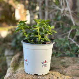 Crassula Ovata Crassula Ovata