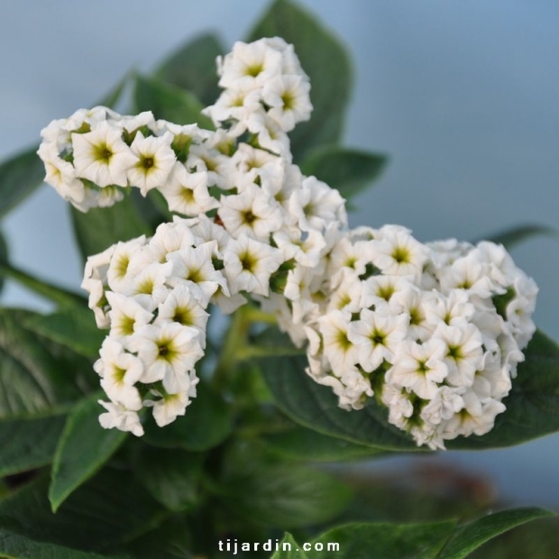 heliotrope blanc parfum