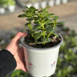 Crassula Ovata Crassula Ovata