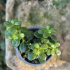 Crassula Ovata Crassula Ovata