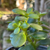 Crassula Ovata Crassula Ovata