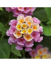 Lantana camara 'Bloomify Pink'