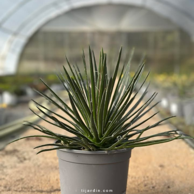 Agave germiniflora