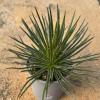 Agave germiniflora