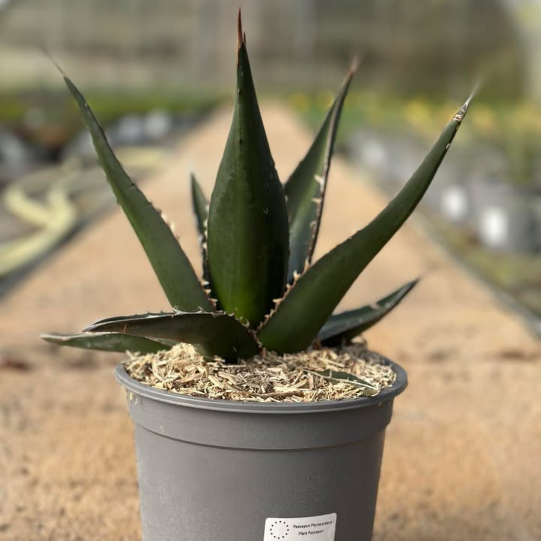 agave salmiana ferox Agave salmiana 'Green Giant'