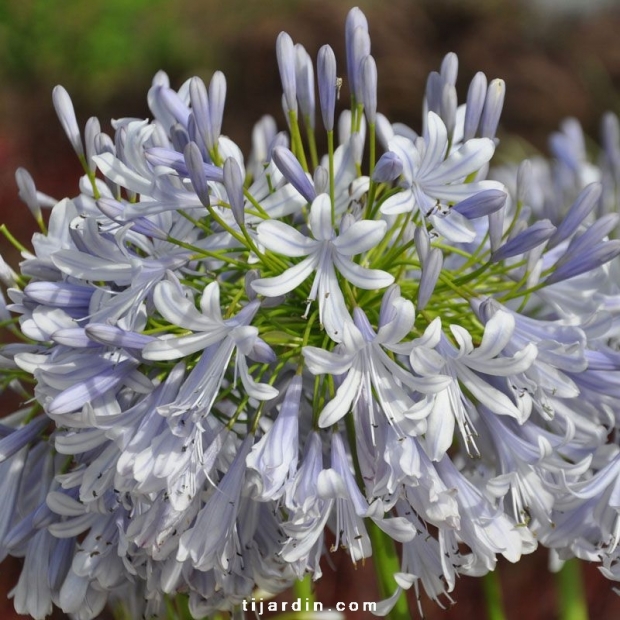 Agapanthus 'Lavender Haze' Agapanthus 'Lavender Haze'