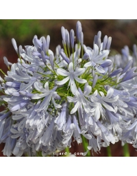 Agapanthe 'Lavender Haze'