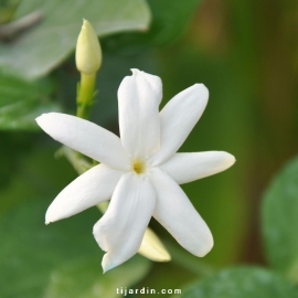 Jasminum sambac