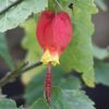 Abutilon megapotamicum