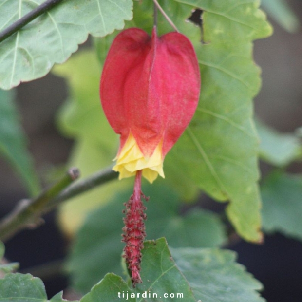 Abutilon megapotamicum Abutilon megapotamicum