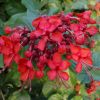 Clerodendrum splendens-Clérodendron splendide