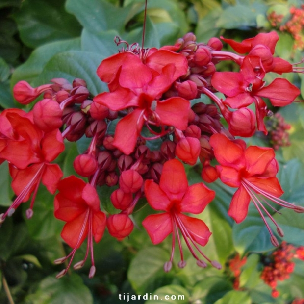 Clerodendrum splendens-Clérodendron splendide