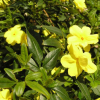 Jasmin primevère (Jasminum mesnyi)