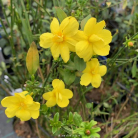 Jasmin primevère (Jasminum mesnyi)