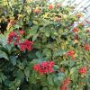 Clerodendrum splendens-Clérodendron splendide