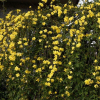 Jasmin primevère (Jasminum mesnyi)