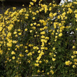 Jasmin primevère (Jasminum mesnyi)
