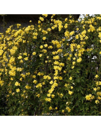 Jasmin primevère (Jasminum mesnyi)