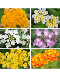 Lot de 9 Lantanas rampants