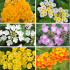 Lot de 9 Lantanas rampants
