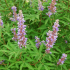 Vitex agnus-castus, gattilier, poivre des moines