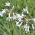 Tulbaghia violacea 'Alba' - Ail d'Afrique du sud