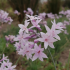 Tulbaghia violacea 'Ashanti', ail d'Afrique du sud