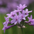 Tulbaghia violacea 'Flamingo' - Ail d'Afrique du sud