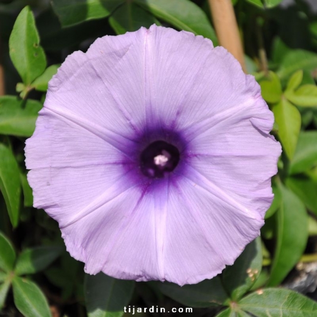 Ipomoea cairica Ipomoea cairica