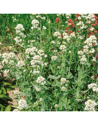 Centranthus ruber 'Albus' - Valériane des jardins à fleurs blanches