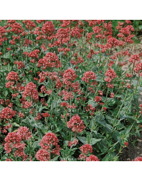 Centranthus ruber - Valériane des jardins