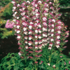Acanthus mollis, acanthe à feuilles molles
